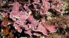 CoralCaboGata