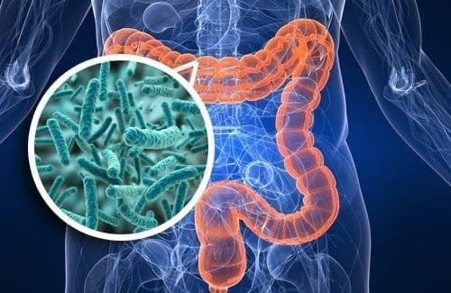 Flora Intestinal1