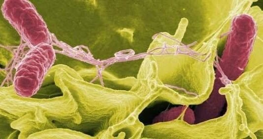 microbios1