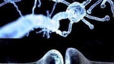neuronas1