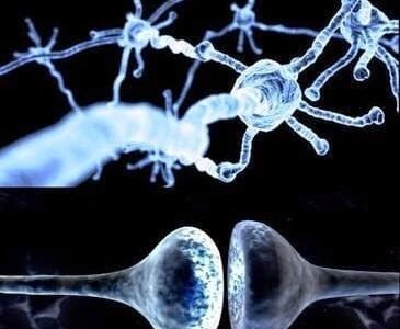 neuronas1