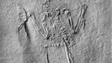 senckenberg1
