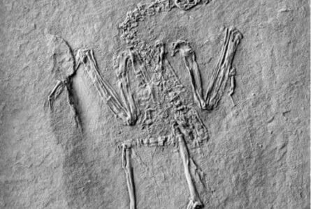 senckenberg1