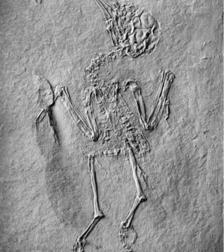 senckenberg1