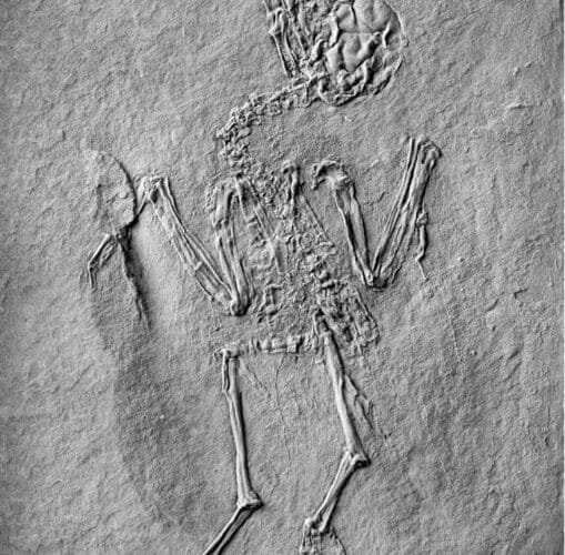 senckenberg1