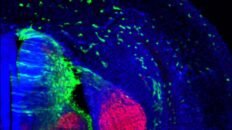 revelan un puente clave en la comunicacion genetica del desarrollo craneofacial