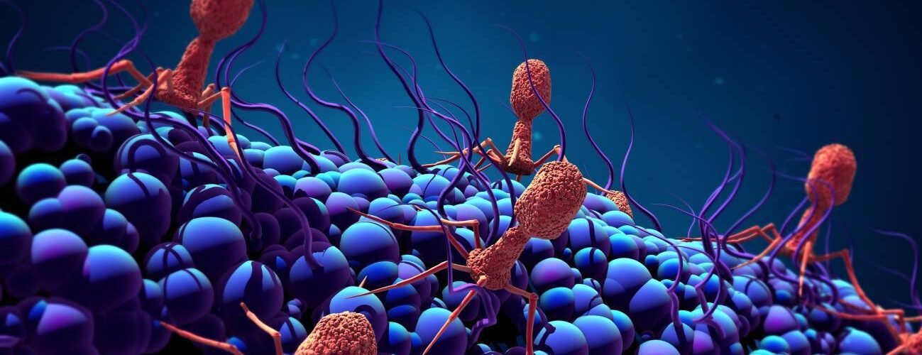 nuevos hallazgos sobre el ciclo de vida de los virus que infectan a bacterias multirresistentes