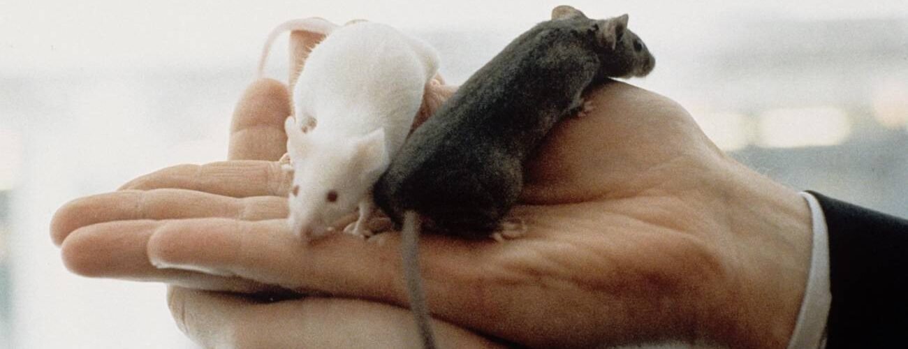 encuentran un circuito neuronal clave en el rechazo sexual de ratones hembra