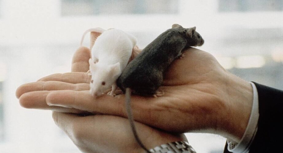 encuentran un circuito neuronal clave en el rechazo sexual de ratones hembra