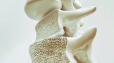 los cientificos rompen el mito del microbioma intestinal y su relacion con la perdida osea