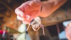el virus nipah por que los cientificos lo consideran una amenaza mundial