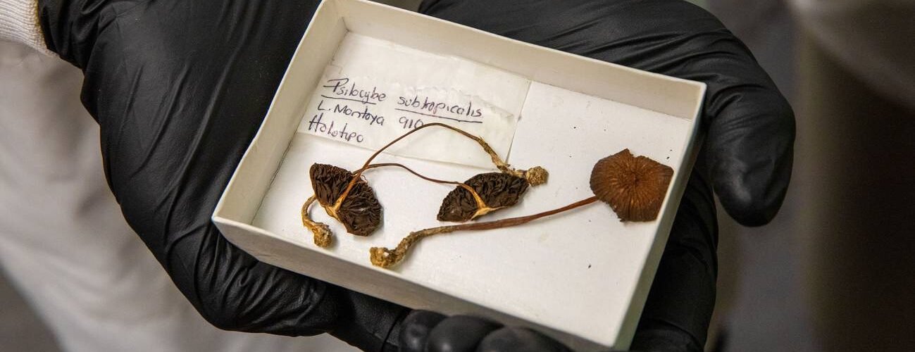 los hongos alucinogenos nos permiten explorar nuevas formas de pensamiento