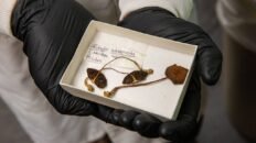 los hongos alucinogenos nos permiten explorar nuevas formas de pensamiento