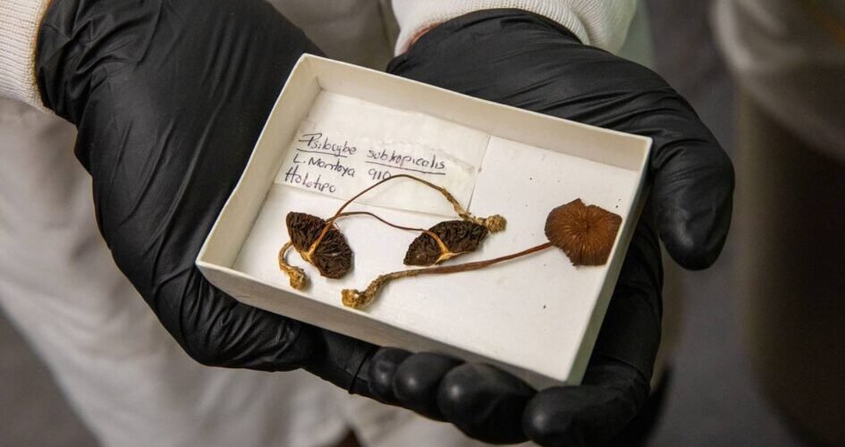 los hongos alucinogenos nos permiten explorar nuevas formas de pensamiento