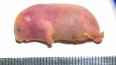 una nueva tecnica consigue crear ratones con dos padres y sin madre biologica