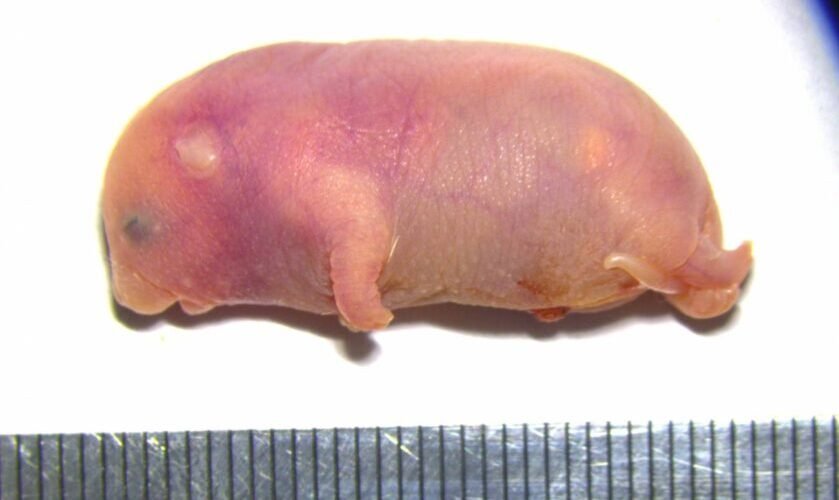 una nueva tecnica consigue crear ratones con dos padres y sin madre biologica