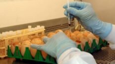 las mujeres tienen mayor riesgo de sufrir covid persistente