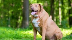 el vinculo entre los perros y los humanos un gen que podria transformar el tratamiento de la obesidad