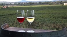 es el vino tinto mas saludable que el blanco uno de los dos aumenta el riesgo de cancer de piel