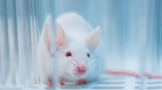 el cerebro del raton macho puede tener la solucion a la eyaculacion precoz