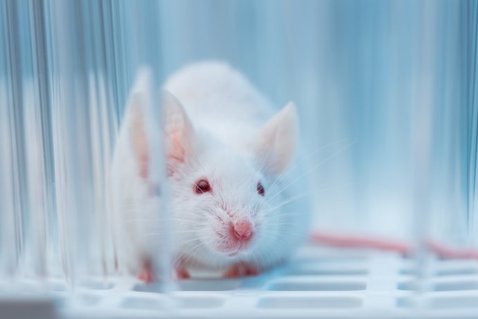 el cerebro del raton macho puede tener la solucion a la eyaculacion precoz