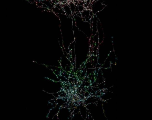crean el mapa mas detallado del cableado cerebral en mamiferos es el futuro de la neurociencia