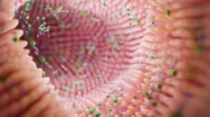 la microbiota intestinal libera acidos biliares anticancerigenos