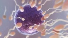paso importante hacia la anticoncepcion no hormonal a traves de la modificacion de un anticuerpo