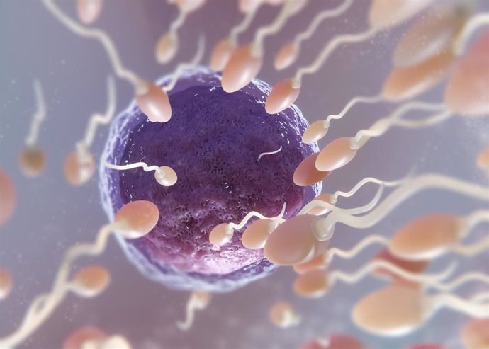 paso importante hacia la anticoncepcion no hormonal a traves de la modificacion de un anticuerpo