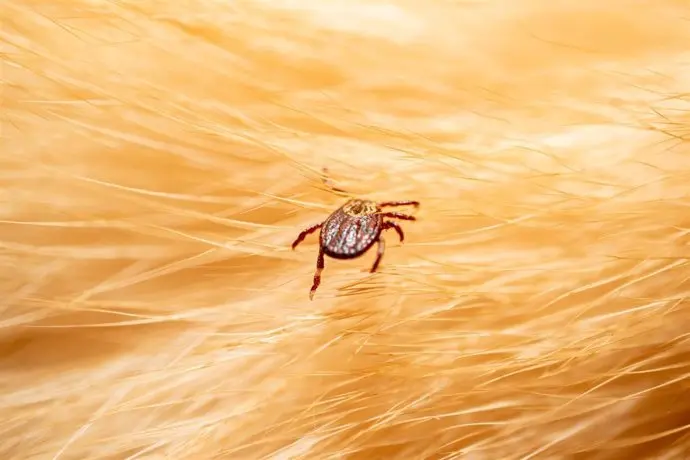 las personas que viven en zonas rurales tienen un 36 mas de riesgo de sufrir la enfermedad de lyme por las garrapatas