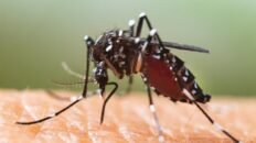jorge galvan experto en mosquitos hemos de mantenernos en situacion de alerta