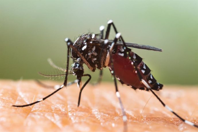 jorge galvan experto en mosquitos hemos de mantenernos en situacion de alerta