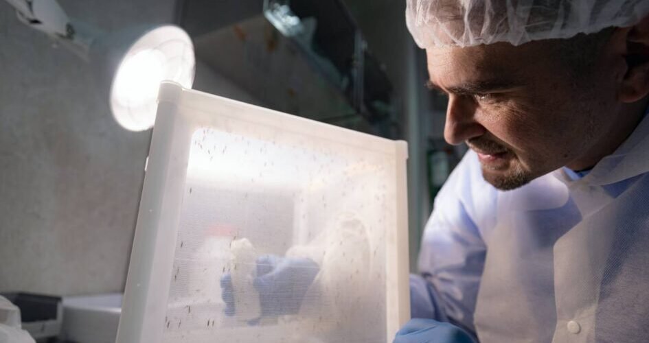 antimalaricos matan en seis minutos al parasito plasmodium falciparum dentro del mosquito
