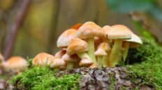 como podria ayudar la psilocibina a tratar el sindrome del intestino irritable