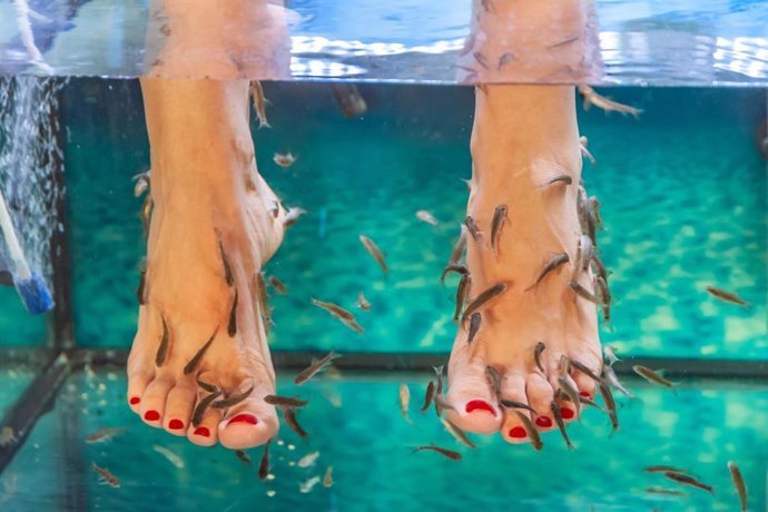 fish spa cuidado de lujo o riesgo innecesario para tus pies