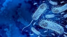 la oms registra en mayo un aumento del 35 del numero de casos de colera a nivel mundial