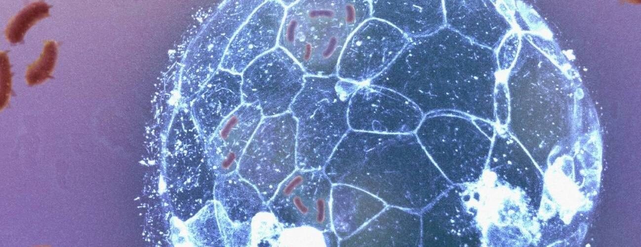 los embriones pueden eliminar infecciones bacterianas antes de formar su sistema inmunitario