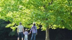 banos de bosque virtuales alivian el estres en contacto con la naturaleza sin salir de casa
