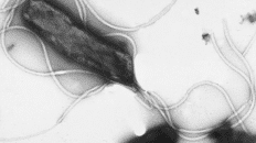 la helicobacter pylori podria causar casi 12 millones de casos de cancer de estomago