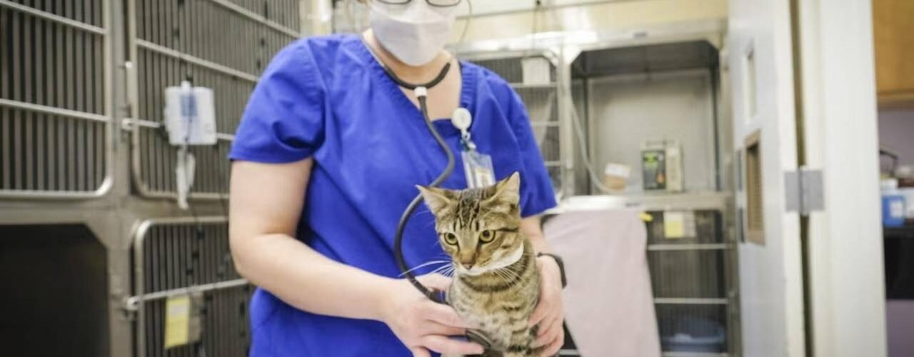 lo que los gatos nos pueden ensenar sobre la covid persistente