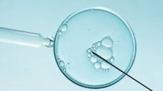 los ovulos humanos ralentizan el reciclaje celular para proteger su calidad