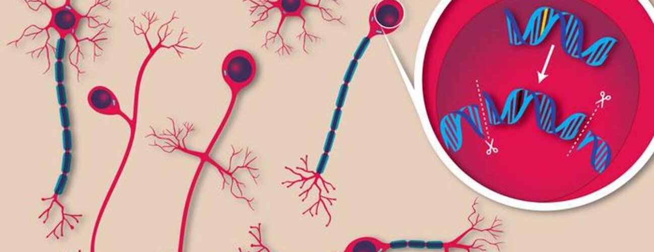 logran corregir en ratones una mutacion que produce una enfermedad neurologica rara