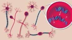 logran corregir en ratones una mutacion que produce una enfermedad neurologica rara