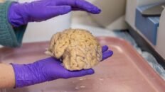 como llegar a los 80 anos con un cerebro de 50 los superagers desafian al envejecimiento