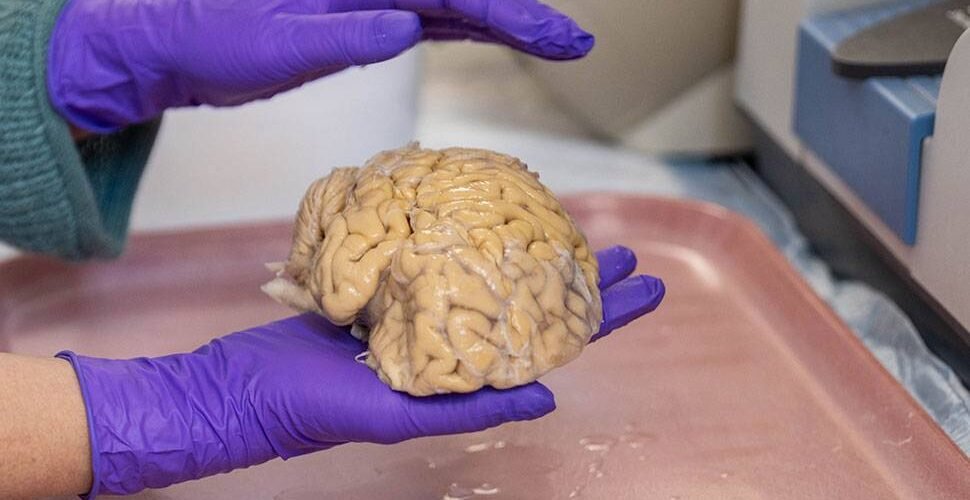 como llegar a los 80 anos con un cerebro de 50 los superagers desafian al envejecimiento