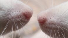 navarra alerta de 11 casos de tularemia que es sintomas y como protegerse