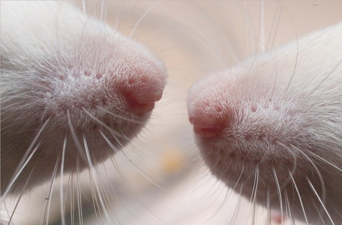 navarra alerta de 11 casos de tularemia que es sintomas y como protegerse