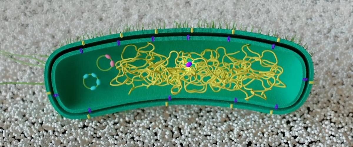 modifican una bacteria para que aprenda a descomponer plastico sin adn externo