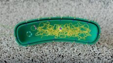 modifican una bacteria para que aprenda a descomponer plastico sin adn externo