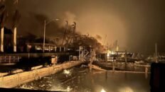 los incendios forestales dispararon la mortalidad local hasta un 67 en hawai